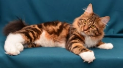 Mýty o kuril bobtail